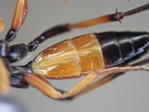 Réf. 319 345 : Diphyus raptorius